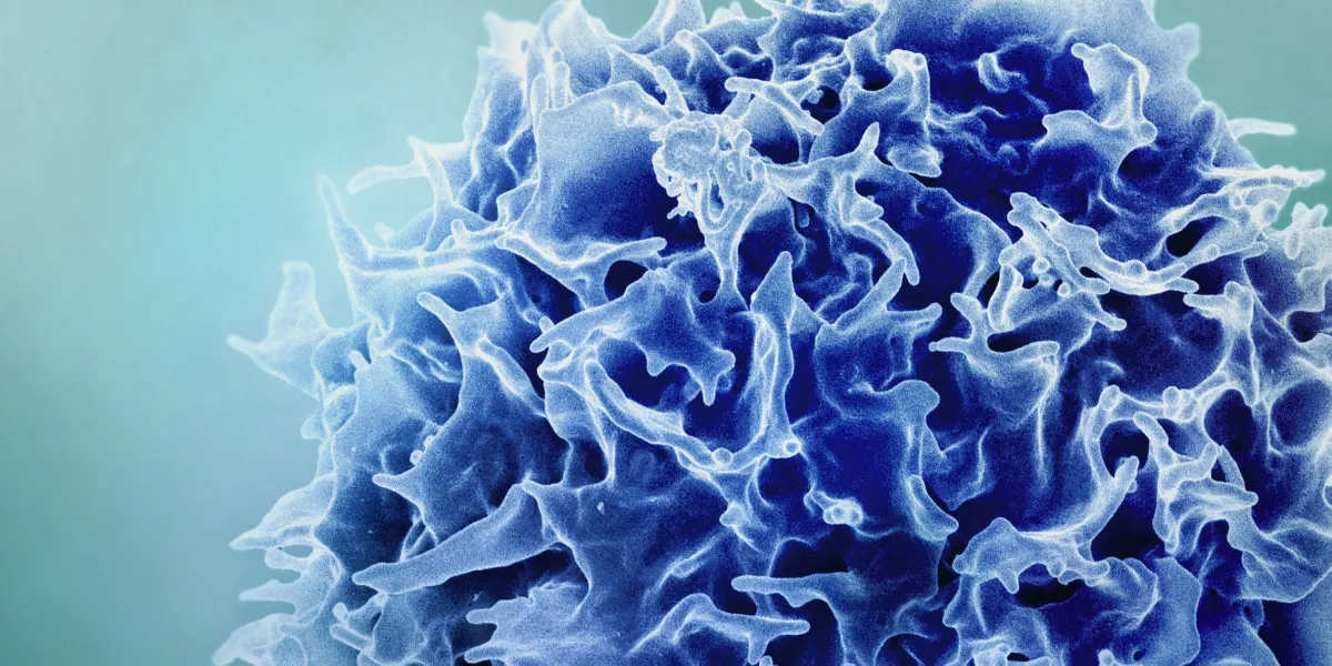 A new way to rejuvenate the immune system