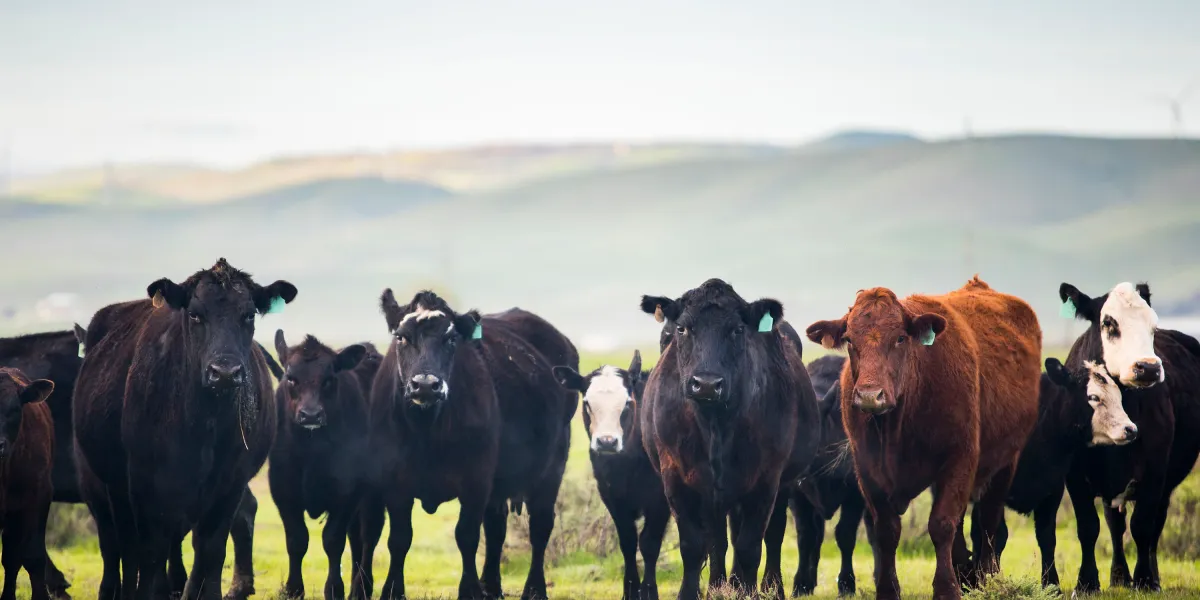 Why California’s carbon manure math doesn’t add up